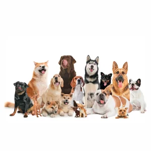 Perro